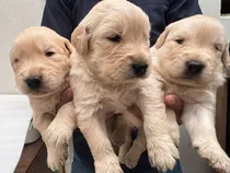 Comprar Cachorros Golden Retriever Vip Macho Y Hembra Hembras Y Machos