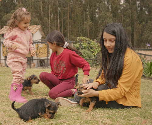 Australian Terrier