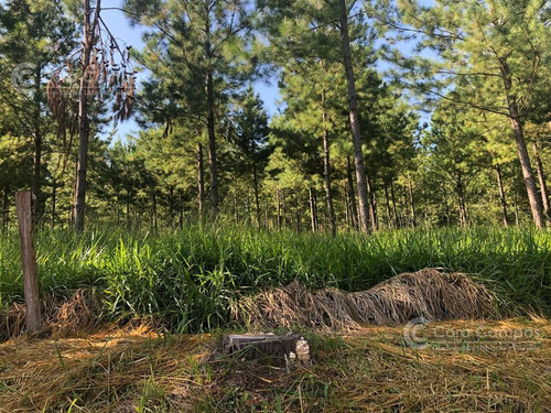 Imagen 7 de 20 de Se Vende Campo 70 Ha Con Gran Casa. Santo Pipó Misiones. Arroyo Y Pino. Suelo Para Yerba.