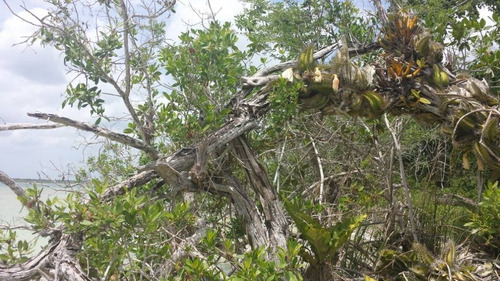 Imagen 10 de 15 de Increíble Lote En Venta Con 270 M Lineales De Laguna De Bacalar C1314