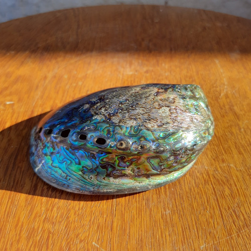 Concha Abalone Colorida Decoração Natural Orgânica 12 Cm