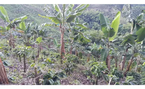 Vendo Finca Cafetera 47 Cuadras Por El Trebol Chinchina