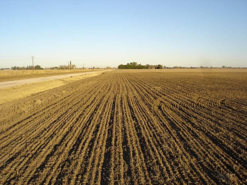 Imagen 3 de 5 de Casilda 12,5 Ha - Agricolas 100 %