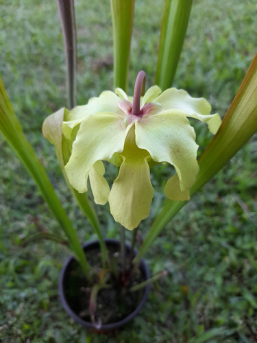 Planta, Carnívora Sarracenia Y Sustrato Para Carnívoras