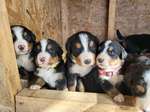 Cachorros Boyero De Berna