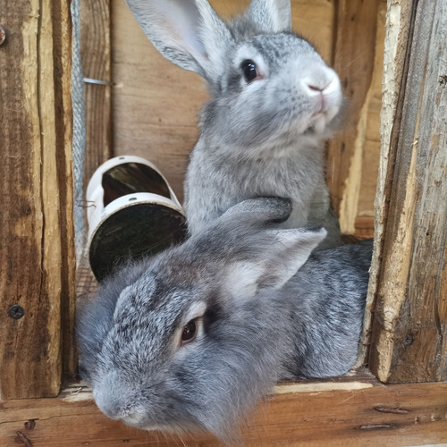 Pareja De Conejos, Hembra Y Macho 6 Meses Aprox