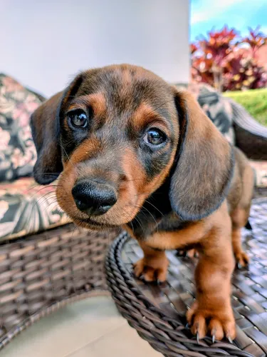 Filhote Dachshund Macho (mini)
