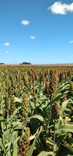 Sorgo Grano. Bolsa De 40 Kgs