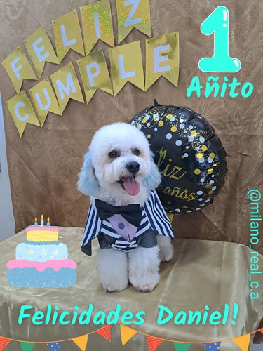 Peluqueria Canina Y Felina Barquisimeto 