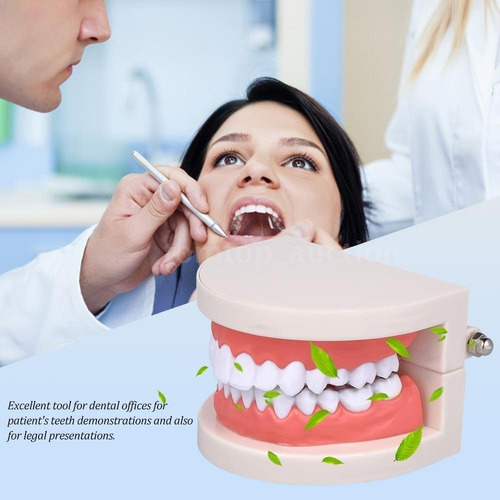 Modelo Dental Enseñanza Únicos Con Cepillo Bambú Pacard