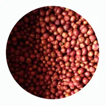 Comprar Semillas De Eugenia X 2 Kilos 3900semillas Para Cerca Viva