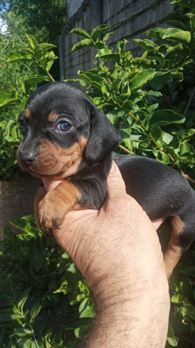 Dachshunt Salchichas Mini 