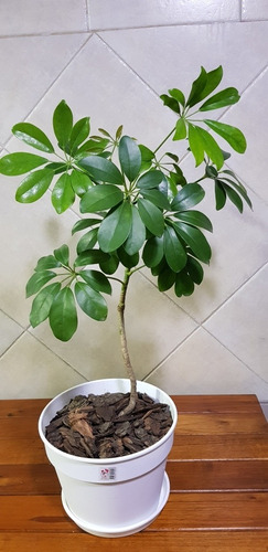 Aralia Schefflera Verde. Envase De 3 Litros