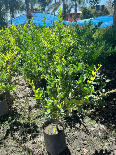 Pack X100 Un Planta Cerco Vivo Oleo Texano Excelentes Plantas Vivero Mayorista Zona Oeste Cerco Perimetral