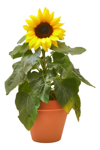 Planta Flor Amarilla Que Se Parece Al Girasol