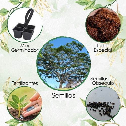 3 Semillas De Árbol Abarco + Mini Kit De Germinación