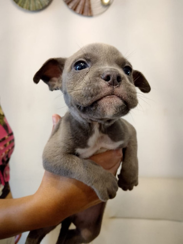 Precioso American Bully Padres Pedigree 