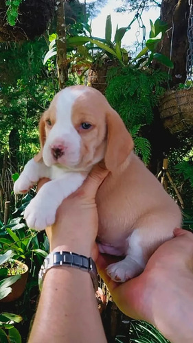 Cachorros De Raza Beagles Limón Macho Y Hembra