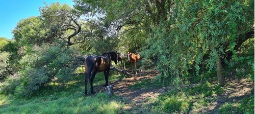 Imagen 25 de 29 de Venta Campo Falda Del Cañete-8,5 Has- Con Vista