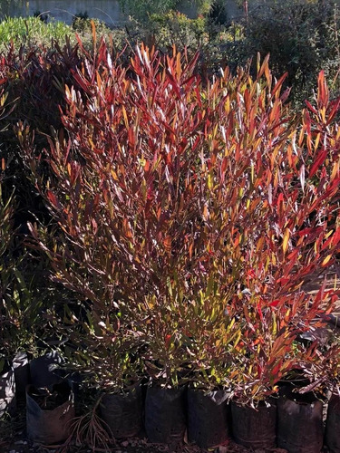 Plantas Para Cercos, Cercos Vivos, Dodonaea Viscosa 10ts