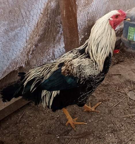 Imagen 3 de 9 de Gallo Criollo Mamá Kollonca