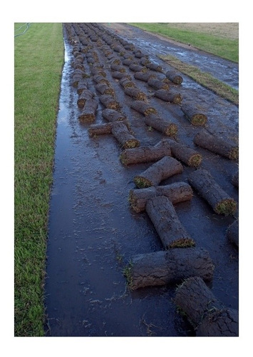 Cesped Bermuda,gramilla De Hoja Fina,pan De Pasto,colocacion