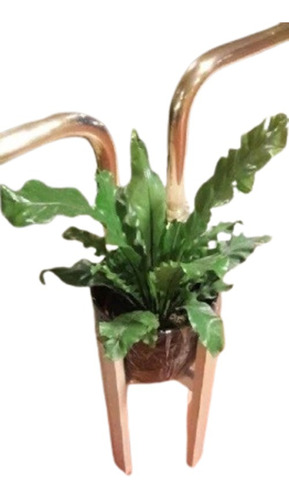 Asplenium Grande + Soporte 50cm + Maceta Premium 22cm