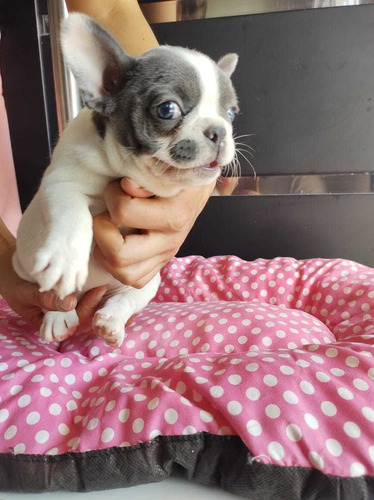 Bulldog Francés Hembra Pied Blue Merle Ojos Celestes 