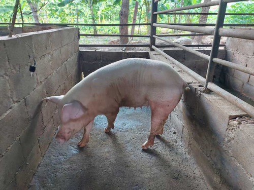 Imagen 13 de 29 de Finca Mixta + Manga De Coleo De 1 Ha En Guayabita En Turmero