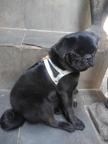 Imagem 4 de 5 de Pug