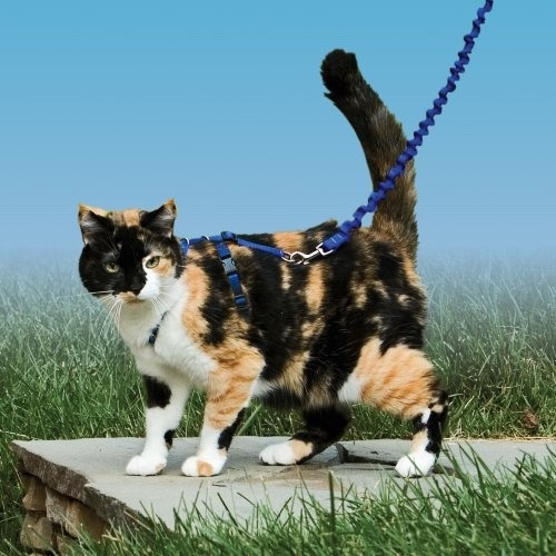 Come With Me Kitty - Arnés Para Gato Con Correa Extensible