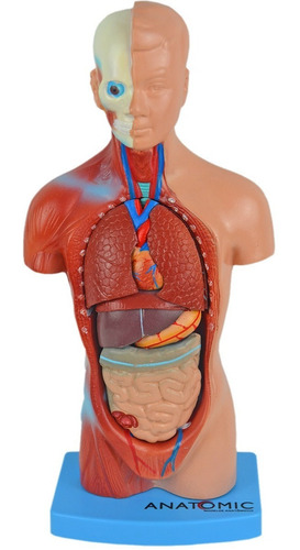 Torso 28 Cm 14 Partes Assexuado Corpo Humano + Orgãos - Top
