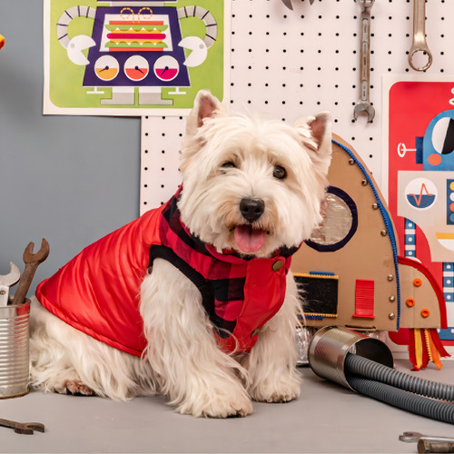Perro Abrigado Con Chaleco Canchero De Invierno Campera T5