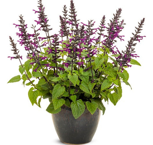 Salvia Guaranítica ! Nativas, Violetas, Atrae Colibríes