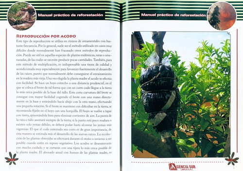 Manual Practico De Reforestación, Silvicultura Y Viveros