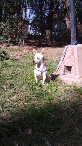 Machos Chihuahua 8 Meses. Blanco