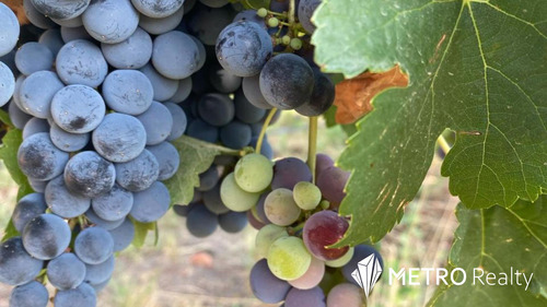 Viñedo Premium En Valle De Uco