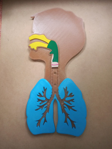 Sistema Respiratorio 3d - Modelo Educativo Encastrable