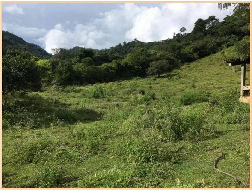 Vendo Finca De 18 Cuadras Para Ganado Y Cerdos A 15 Minutos D Fredonia