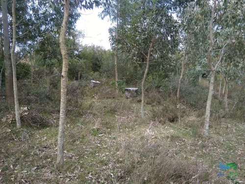 Imagen 13 de 24 de 5 Has Con Casa En Carape A Minutos De P. Edén Y Punta - Zona Rural Zona Rural