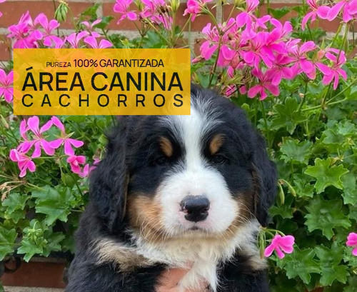 Venga A Ver Los Boyero De Berna Mas Buscados De Argentina
