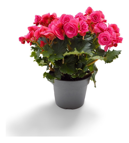 Planta Flores Artificiales Para Sala