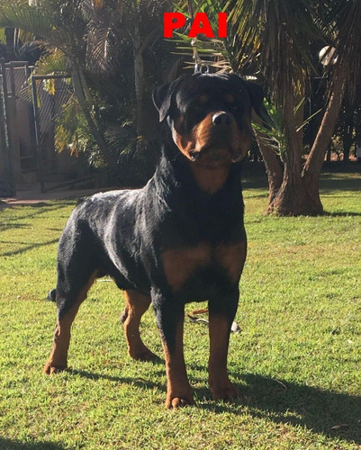 Rottweiler_ Alto Padrão _ Frete Grátis_ Ninhada 04.04.20