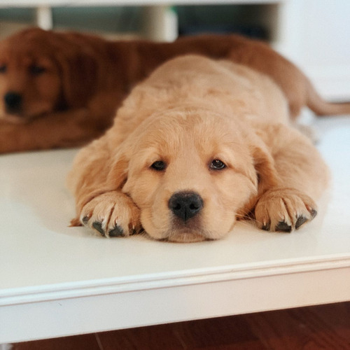 Golden Retriever Con Inscripcion En Fca - Pedigree Real