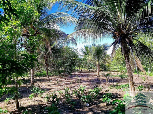Imagem 4 de 30 de Sítio A Venda No Povoado Riacho Do Feijão