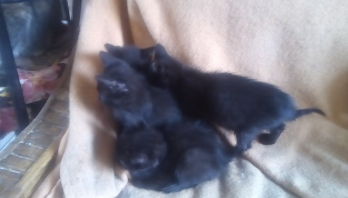 Gatito Macho Raza Bombay Negro