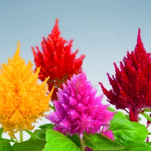 40 Semillas Celosia Plumosa Mix - Calidad Premium