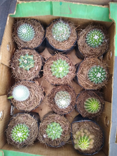 Imagen 8 de 8 de Caja De Cactus Y Suculentas 12pzs / Para Maceta De 4