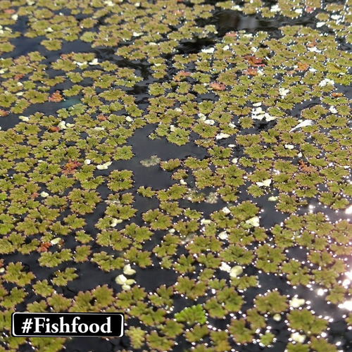 Imagem 5 de 6 de Porção Azolla-e-wolffia-brasiliens Planta Aquatica Flutuante