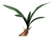 Comprar 1 Folha Orquidea Raizes Arranjos Artificiais Flores  94904